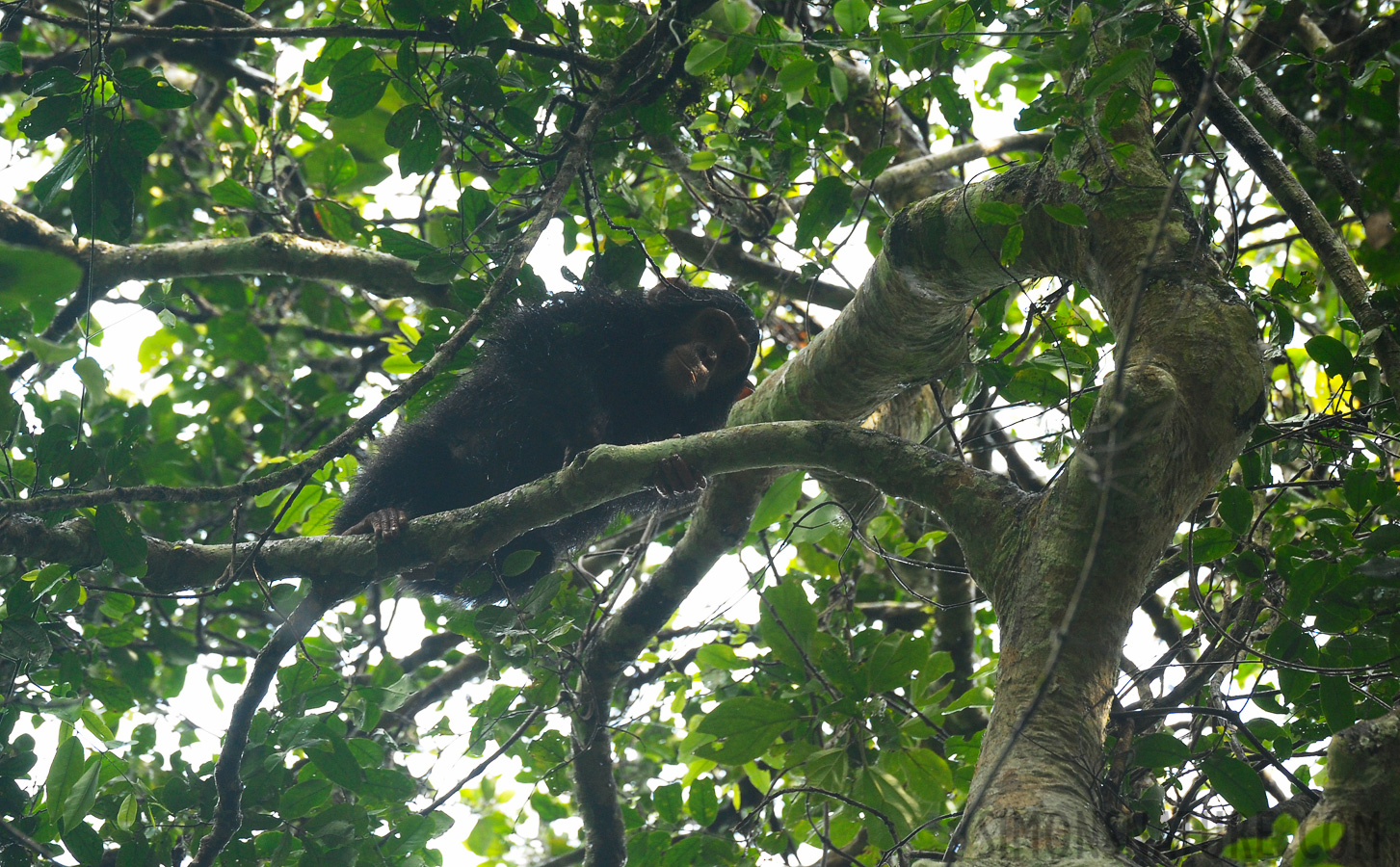 Pan troglodytes schweinfurthii [400 mm, 1/250 Sek. bei f / 5.6, ISO 1600]